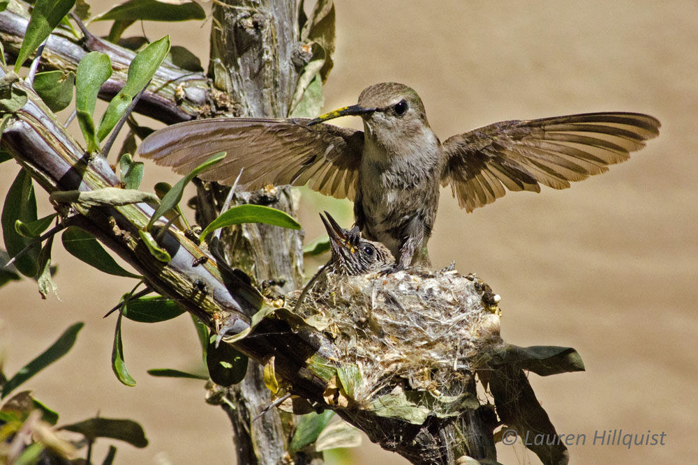 Hummingbirds from backyards and beyond